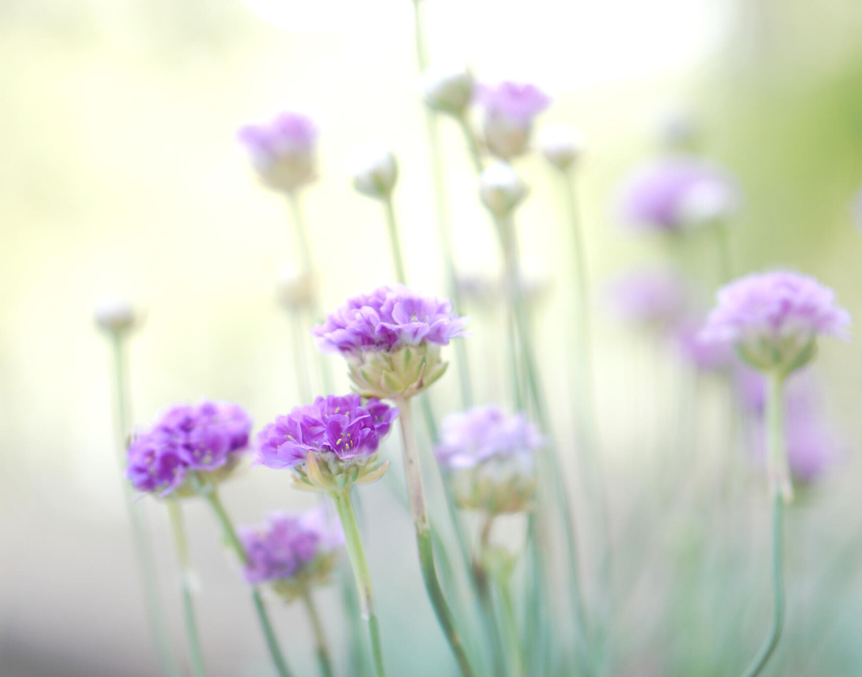 The Floral & Botanical Collection